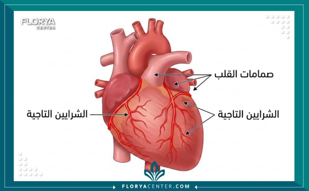 رسم توضيحي طبي لشرايين القلب يوضح الأجزاء التي يتم فحصها خلال الأشعة المقطعية.