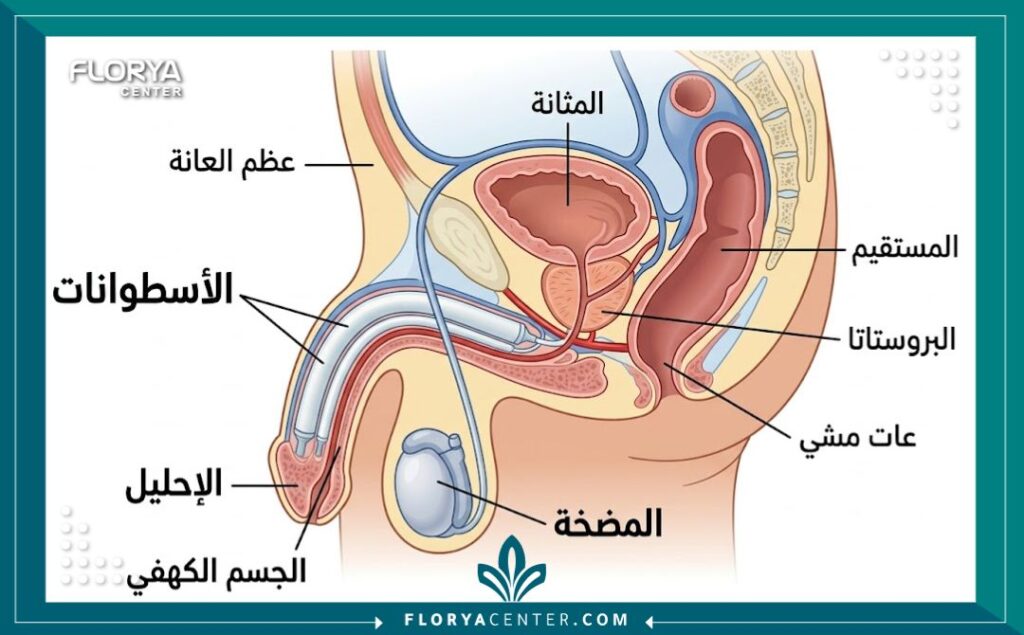 سعر دعامة الانتصاب الثنائية 2 مخطط تشريحي يوضح كيفية زراعة دعامة الانتصاب الثنائية ومكوناتها داخل الجسم الكهفي.