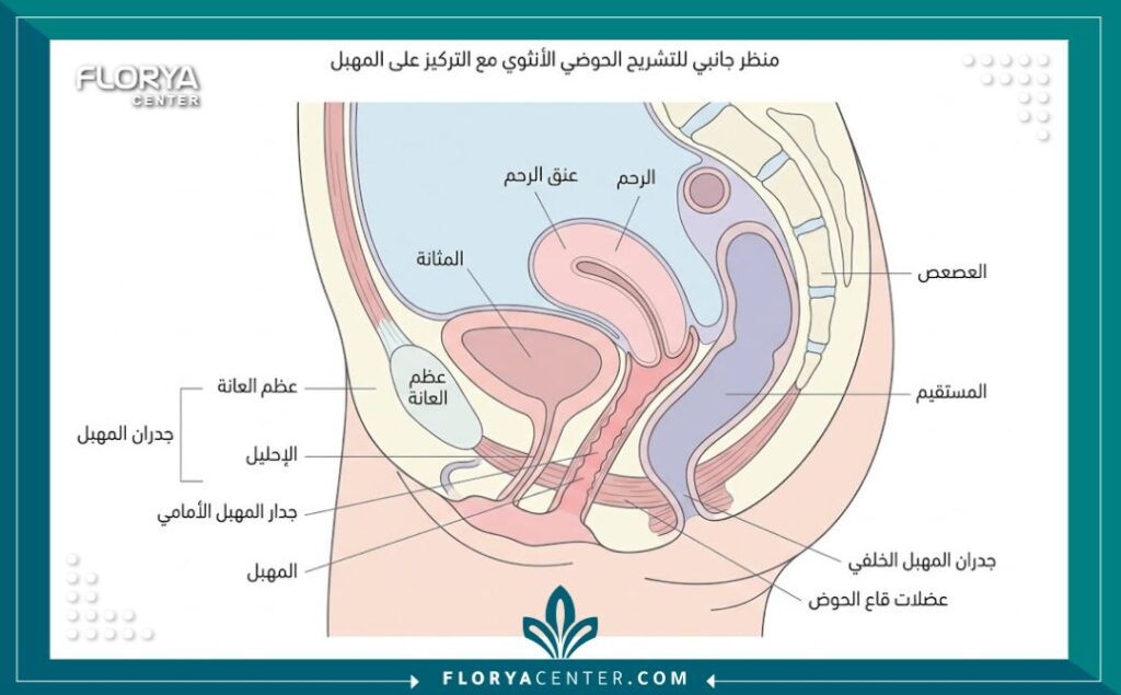 رسم توضيحي طبي يبين تشريح جدار المهبل وعضلات الحوض المرتبطة بالارتخاء.