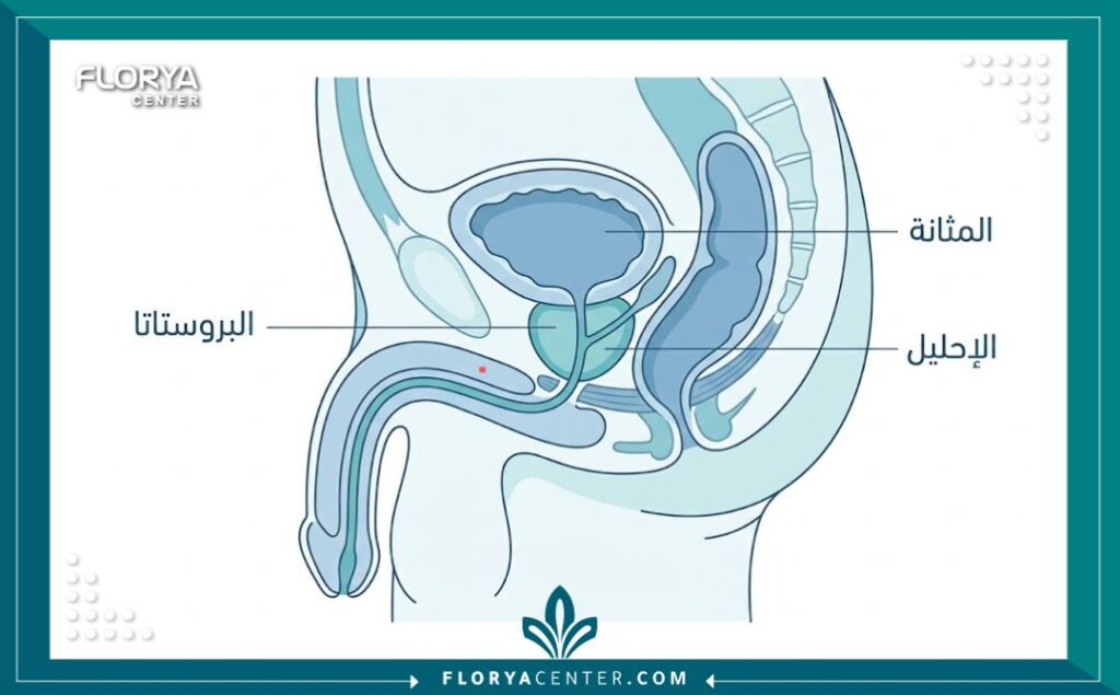 رسم توضيحي طبي يشرح تشريح البروستاتا وموقعها في الجسم باللغة العربية.