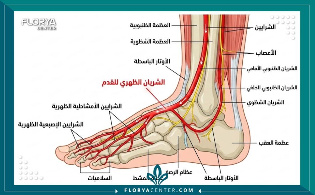 مخطط تشريحي يوضح الدورة الدموية وشرايين القدم وتأثير السكري على تدفق الدم.