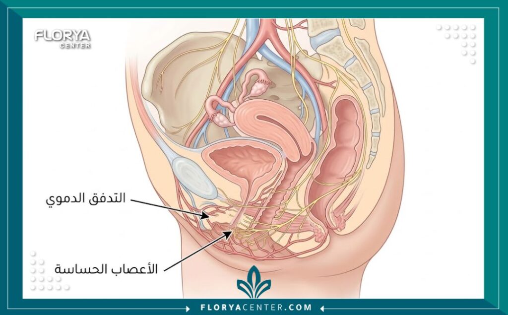 رسم توضيحي طبي يشرح تشريح المنطقة الحساسة وتوزيع الأعصاب لعلاج البرود.