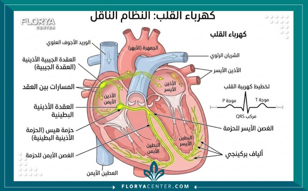 مخطط تشريحي يوضح الجهاز الكهربائي للقلب وأسباب حدوث البطء في النبضات.