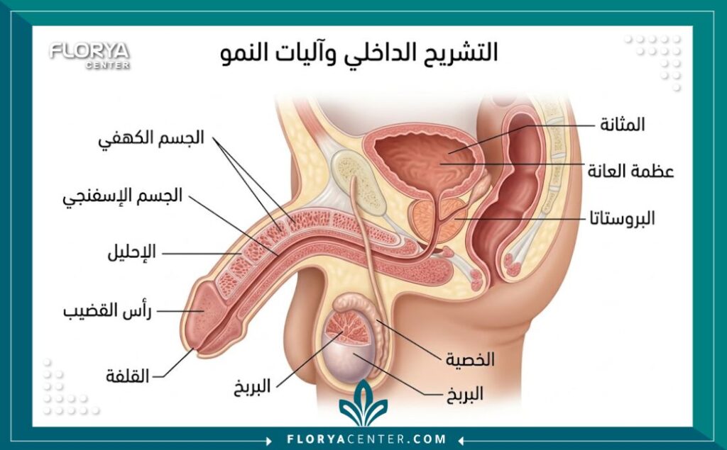 علاج صغر العضو الذكري 2 رسم بياني طبي تشريحي يوضح الأجزاء الداخلية للعضو الذكري لشرح طرق العلاج والتطويل.