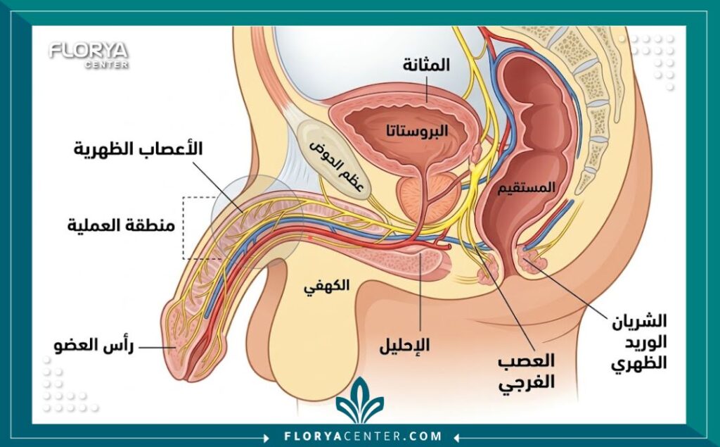 مخطط طبي يوضح تشريح الأعصاب الظهرية المسؤولة عن الإحساس في العضو الذكري.