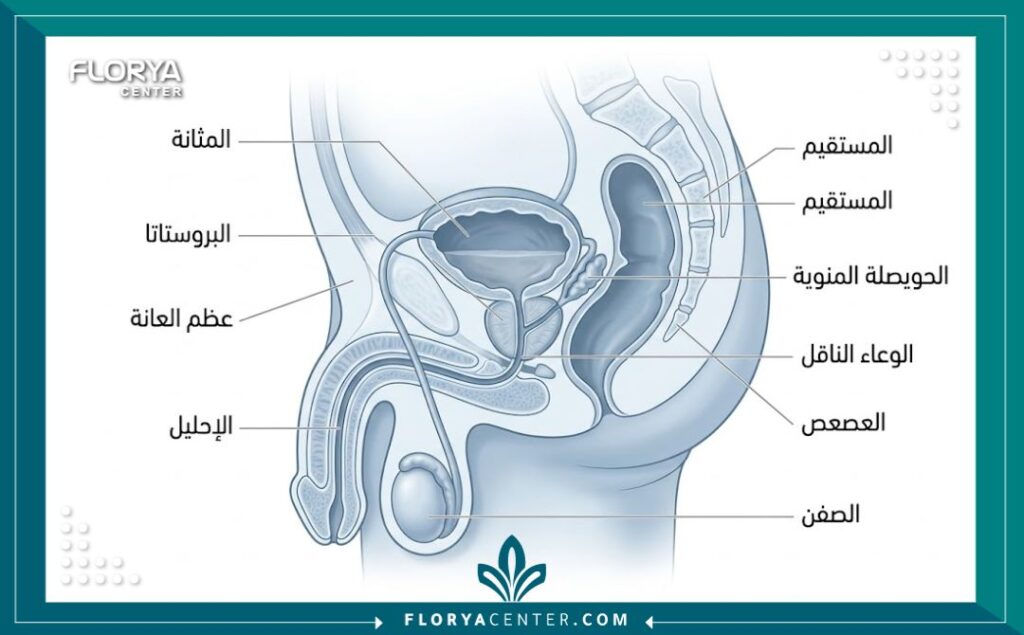 رسم تخطيطي طبي يوضح تفاصيل عملية تصحيح وتجميل الطهارة مع تسميات باللغة العربية.