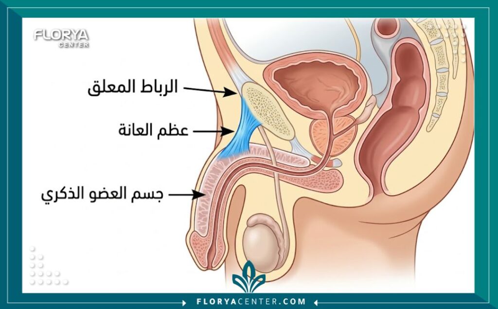 رسم توضيحي تشريحي يوضح مكان الرباط المعلق للعضو الذكري