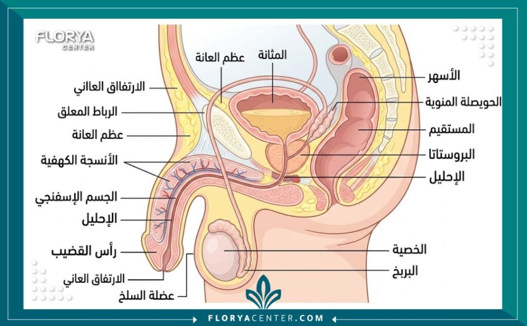 رسم توضيحي طبي يوضح تشريح العضو الذكري والتقنيات المستخدمة في عملية التكبير.