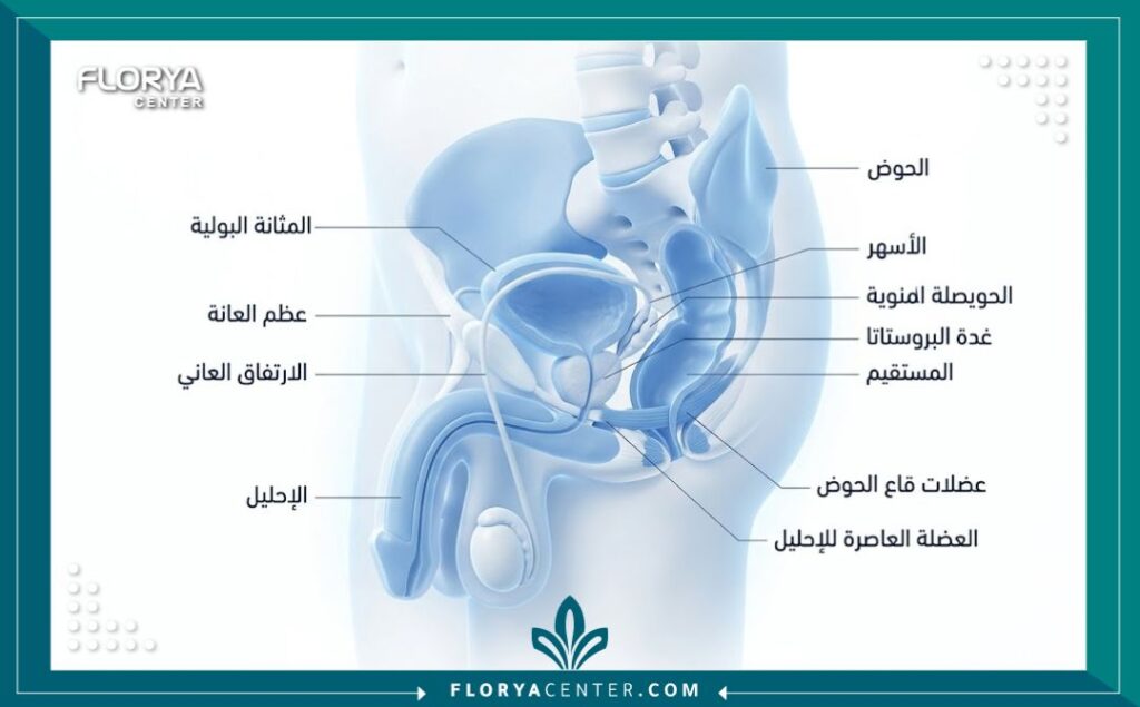 رسم توضيحي طبي تفصيلي يشرح مناطق إجراء جراحات تجميل الذكورة.