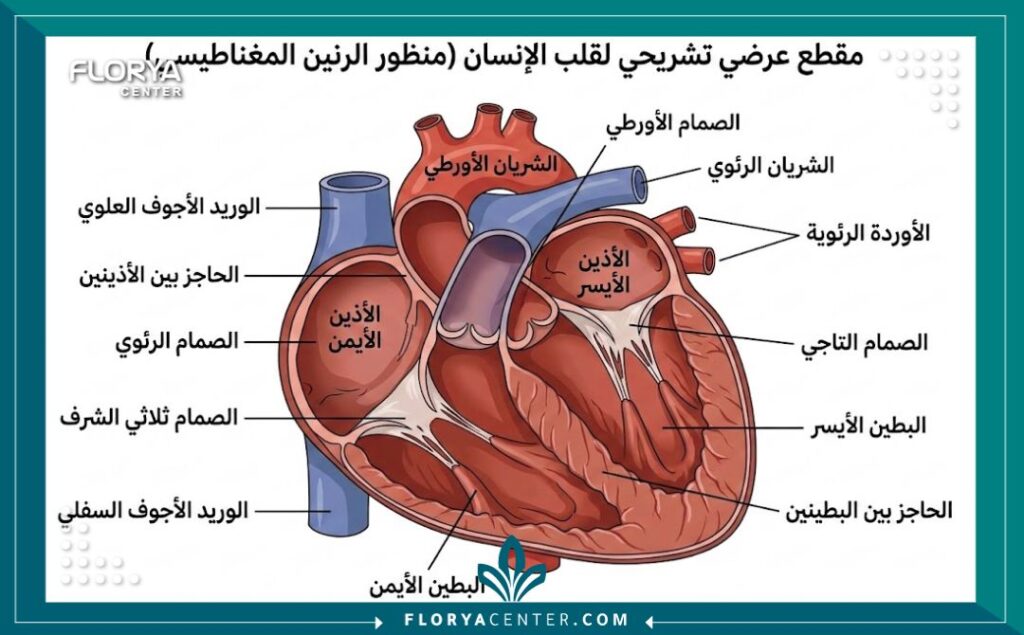 رسم توضيحي طبي لتشريح القلب يوضح الأجزاء التي يتم فحصها عبر الرنين المغناطيسي.