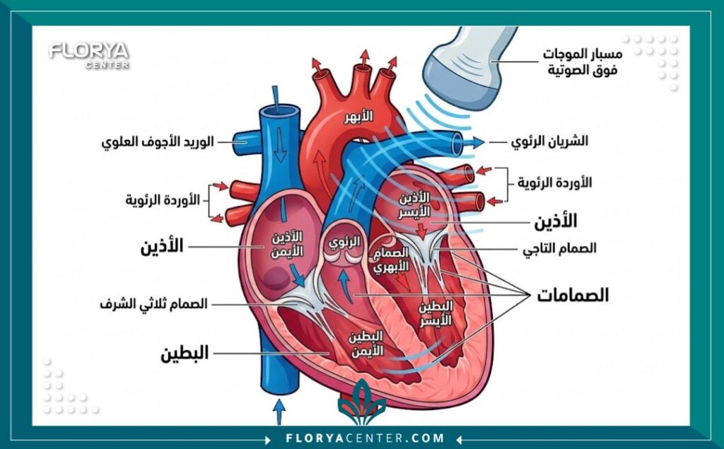رسم توضيحي تشريحي يوضح آلية عمل جهاز الإيكو في تصوير صمامات وحجرات القلب.