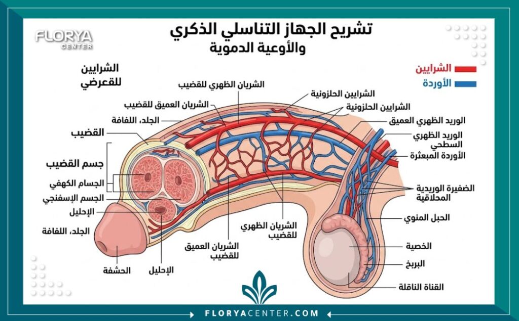 رسم تخطيطي طبي يوضح الدورة الدموية وتدفق الدم خلال فحص الدوبلر الملون.