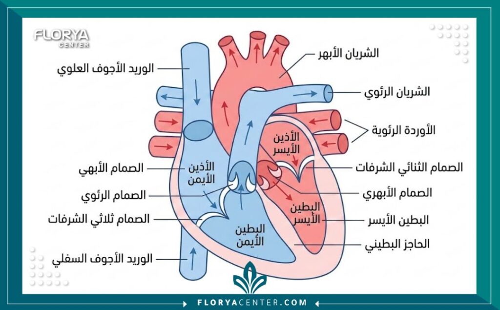 رسم تخطيطي طبي تشريحي لأجزاء القلب البشري والدورة الدموية مع تسميات باللغة العربية.