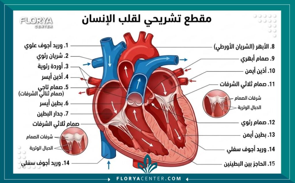 رسم توضيحي تشريحي لأجزاء القلب مع تسميات باللغة العربية لشرح عمليات القلب.