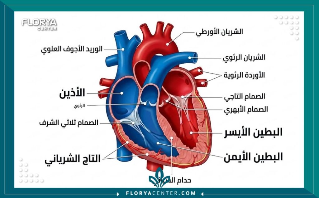 مخطط تشريحي للقلب يوضح الأوعية الدموية والشرايين مع تسميات باللغة العربية لشرح نتائج الأشعة.