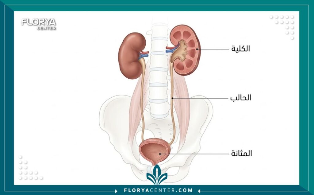 مخطط تشريحي لجهاز المسالك البولية يوضح الكلى والمثانة باللغة العربية.