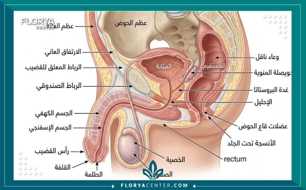 رسم توضيحي طبي يشرح تشريح المنطقة والمناطق المستهدفة في جراحة تكبير الذكر.