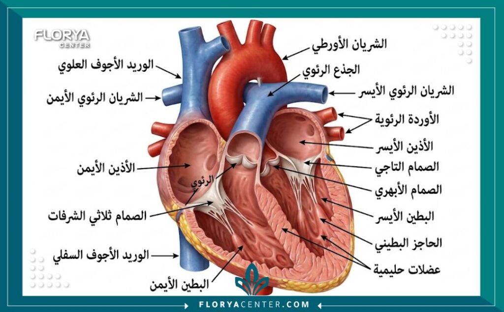 رسم توضيحي طبي ثلاثي الأبعاد لتشريح القلب يوضح الأجزاء المتأثرة بعملية القلب المفتوح.