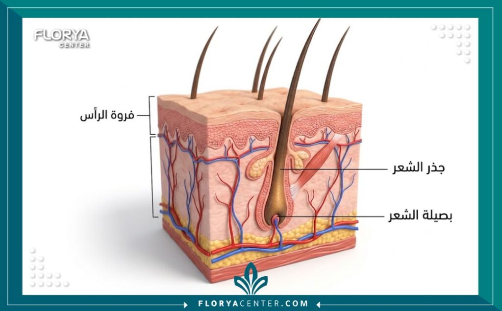 رسم توضيحي طبي يشرح تشريح بصيلة الشعر وتأثرها بعوامل تساقط الشعر.