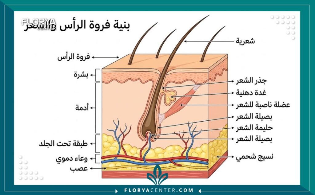 رسم توضيحي طبي يظهر توضع بصيلات الشعر في الجلد بعد عملية الزراعة.
