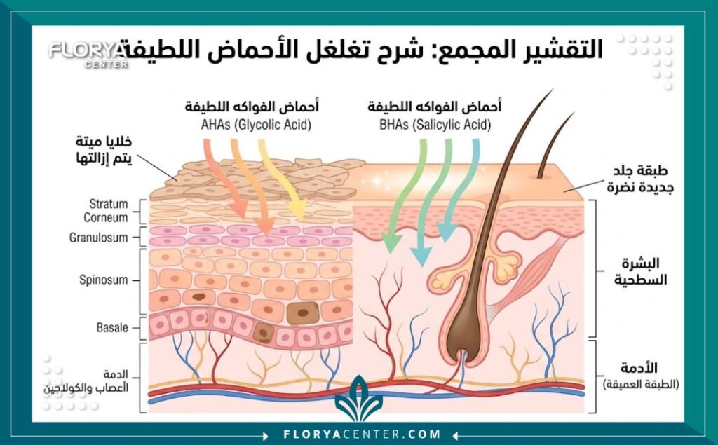 مخطط طبي يوضح تغلغل أحماض الفواكه اللطيفة في طبقات الجلد السطحية لتجديد الخلايا دون ألم.