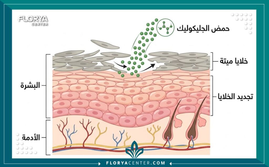 رسم تخطيطي طبي يوضح كيفية عمل حمض الجليكوليك في تقشير طبقات الجلد الميتة لتحفيز تجديد الخلايا ونضارة البشرة.