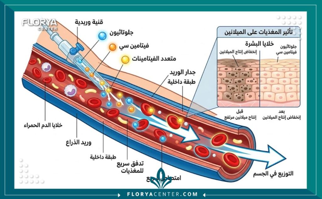 رسم توضيحي طبي يبين كيفية امتصاص الجسم للفيتامينات والجلوتاثيون عبر الوريد وتأثيرها على خلايا البشرة لتقليل الميلانين.