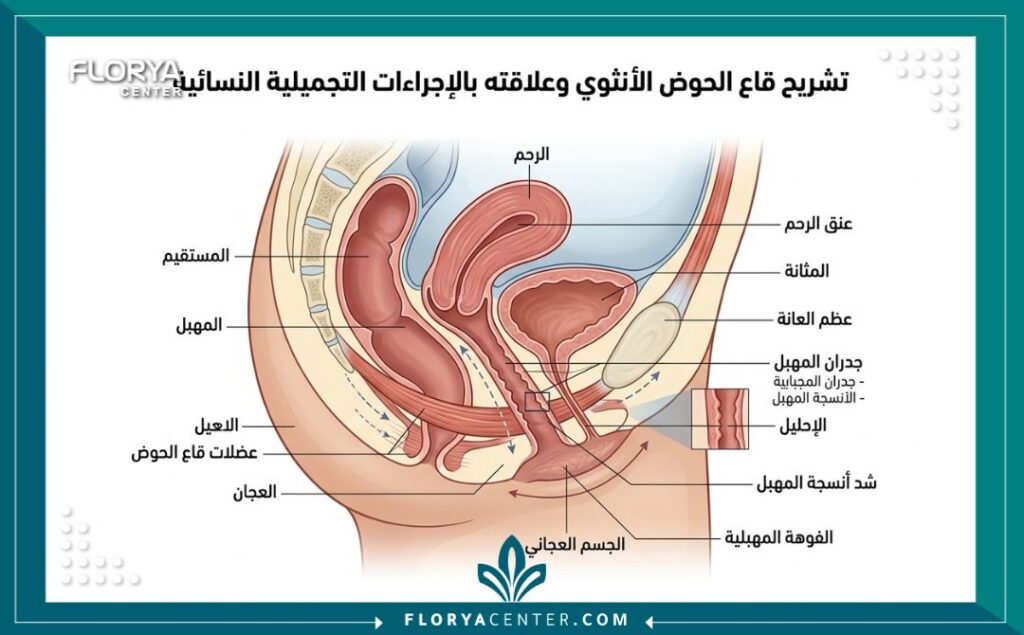 رسم توضيحي طبي لتشريح قاع الحوض الأنثوي يوضح التغيرات قبل وبعد عمليات التجميل النسائي في تركيا، مع تسميات باللغة العربية.