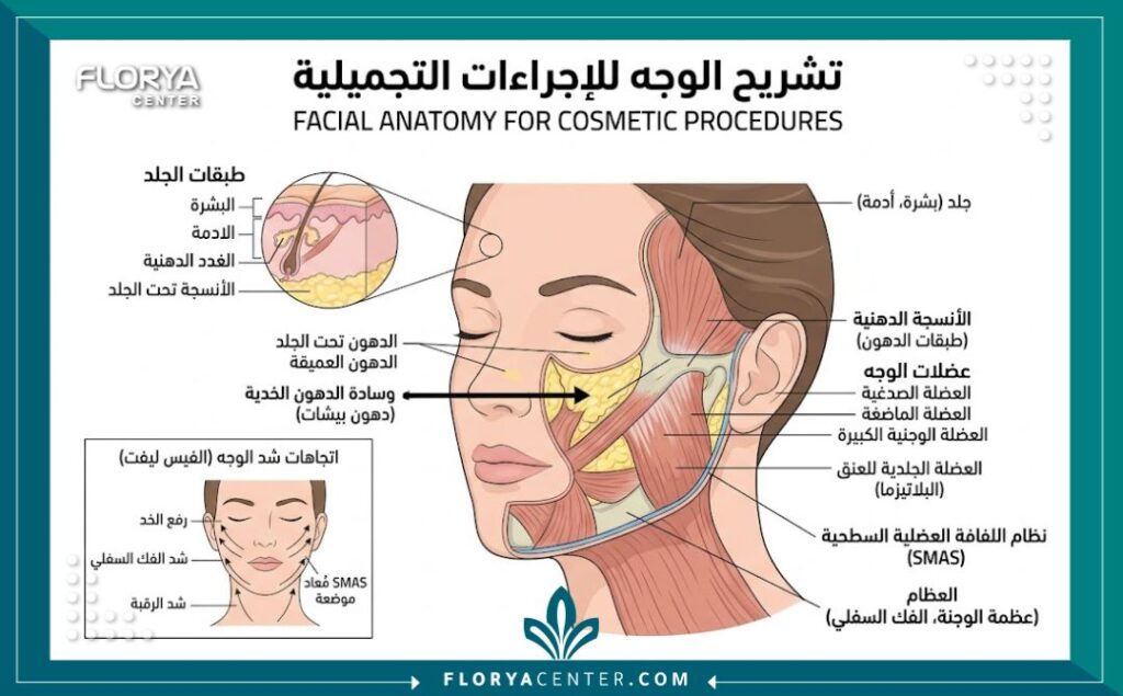 : مخطط تشريحي للوجه يوضح المناطق المستهدفة في عمليات التجميل النسائية الشائعة في تركيا، مثل شد الوجه وتحديد الملامح.