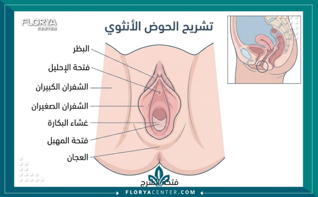 مخطط توضيحي طبي يشرح تشريح منطقة غشاء البكارة والعملية الجراحية.