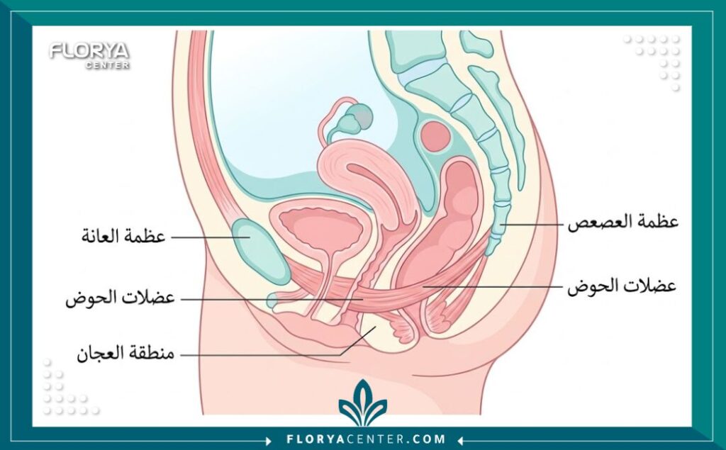 رسم توضيحي طبي يشرح تشريح منطقة العجان والمناطق المستهدفة في عملية التجميل الوظيفي.