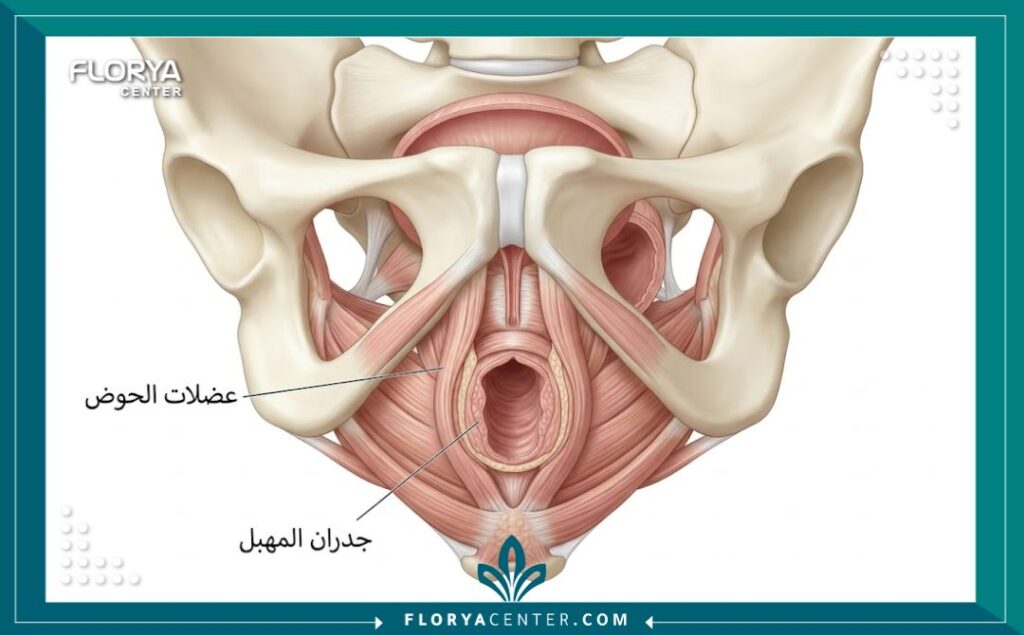 رسم تخطيطي طبي يوضح تشريح عضلات المهبل والحوض لعملية تضييق المهبل.