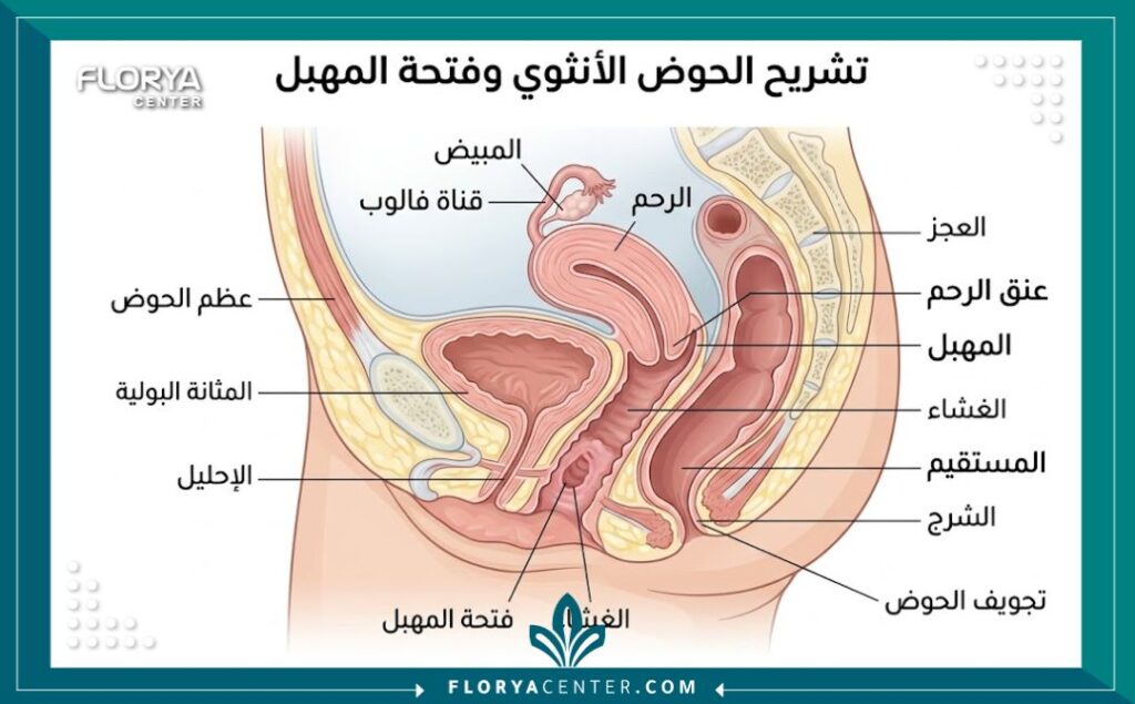 رسم تخطيطي طبي تشريحي يوضح منطقة غشاء البكارة والتشريح الأنثوي ذي الصلة لعمليات الترقيع في عيادات تركيا.