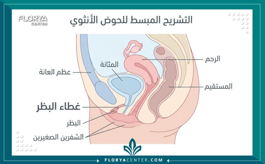 رسم توضيحي طبي يشرح تشريح منطقة غطاء البظر لعملية تصغير غطاء البظر.