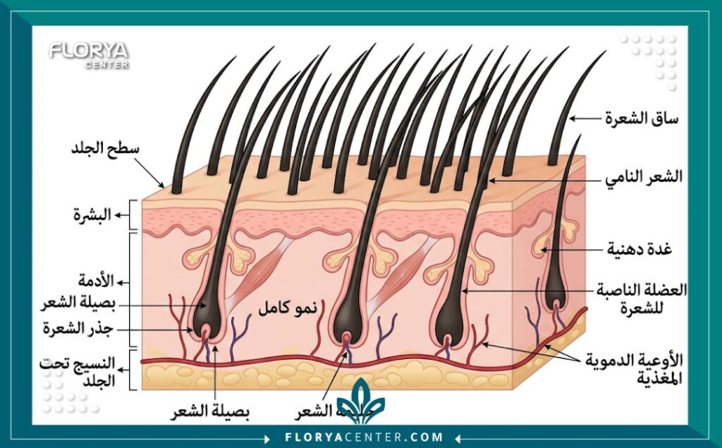 رسم توضيحي طبي يبين بصيلات الشعر المزروعة وهي تنمو بشكل طبيعي في طبقات الجلد بعد عام من العملية.