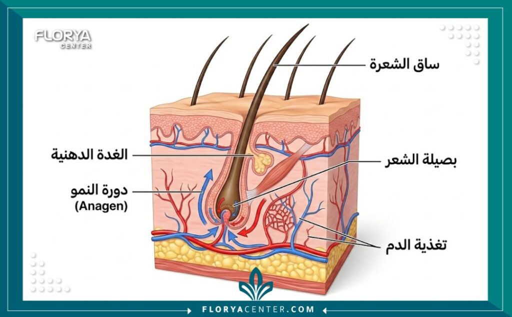 رسم تخطيطي طبي يوضح تشريح بصيلة الشعر ومرحلة النمو (Anagen) لزيادة طول الشعر بسرعة.