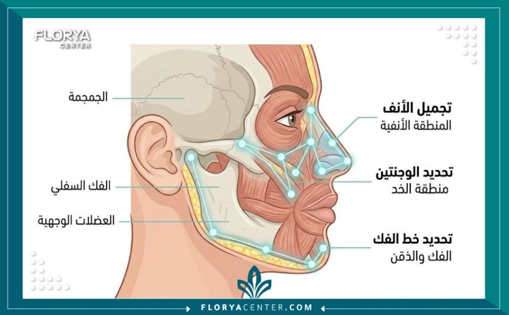 رسم توضيحي تشريحي لمناطق الجراحة التجميلية للوجه في أفضل وأرخص مستشفيات تركيا.
