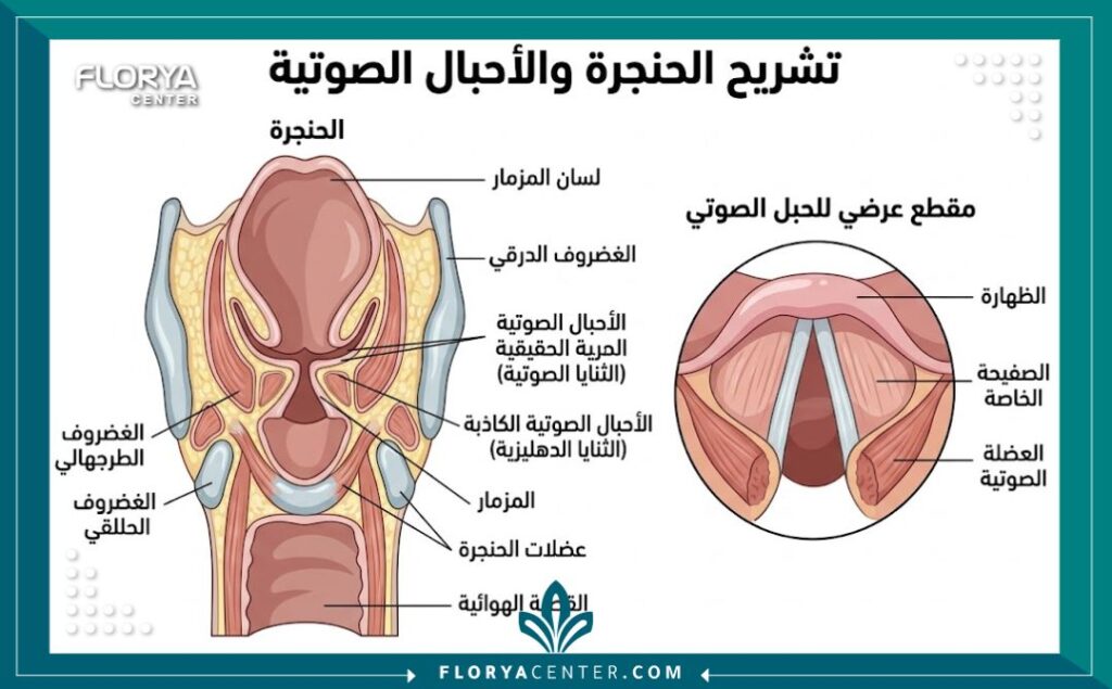 مخطط تشريحي يوضح هيكل الحنجرة والأحبال الصوتية المستهدفة في عملية تجميل الصوت.