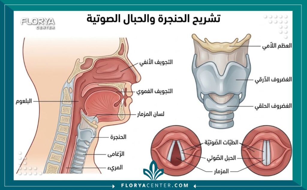 مخطط طبي تشريحي يوضح أجزاء الحنجرة والأحبال الصوتية بالتفصيل لمرضى جراحة الرقبة في تركيا.