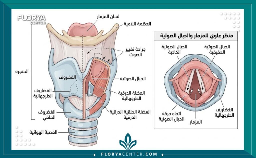 مخطط تشريحي طبي يوضح هيكل الحنجرة والأحبال الصوتية لعملية تغيير نبرة الصوت في تركيا