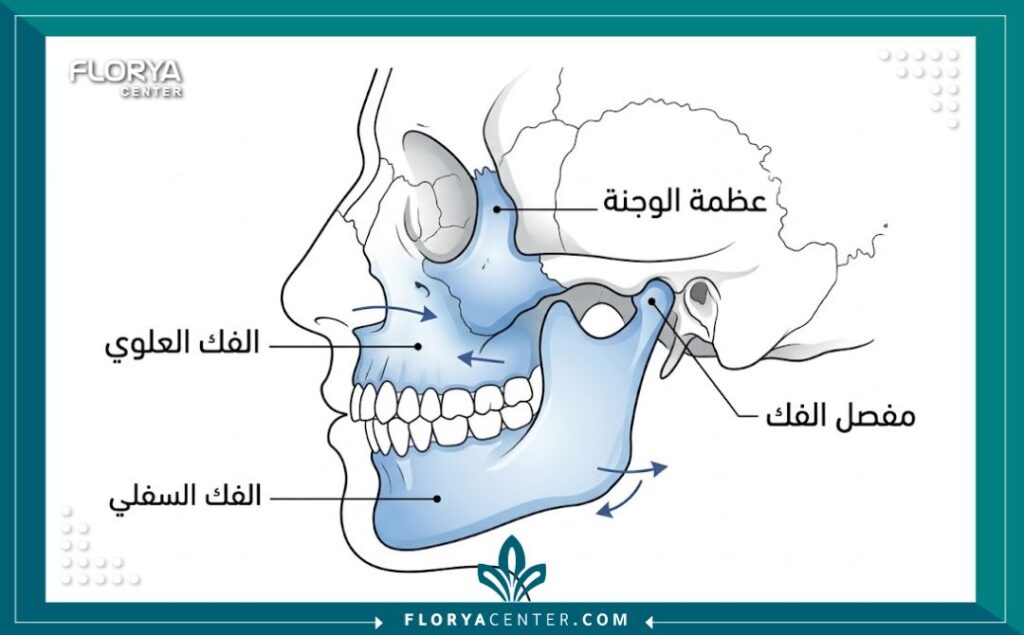 رسم تخطيطي طبي يوضح تشريح عظام الوجه والفكين والمناطق المستهدفة في الجراحات التصحيحية في تركيا.
