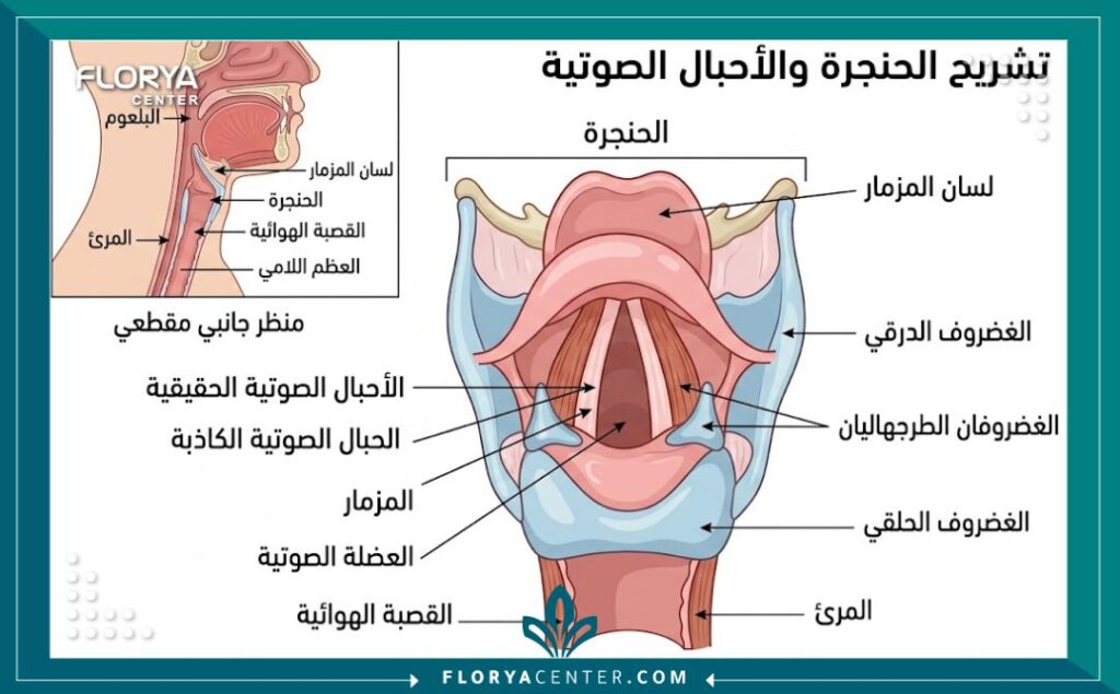 رسم تخطيطي طبي يوضح تشريح الحنجرة والأحبال الصوتية لمرضى جراحة وتجميل الصوت.