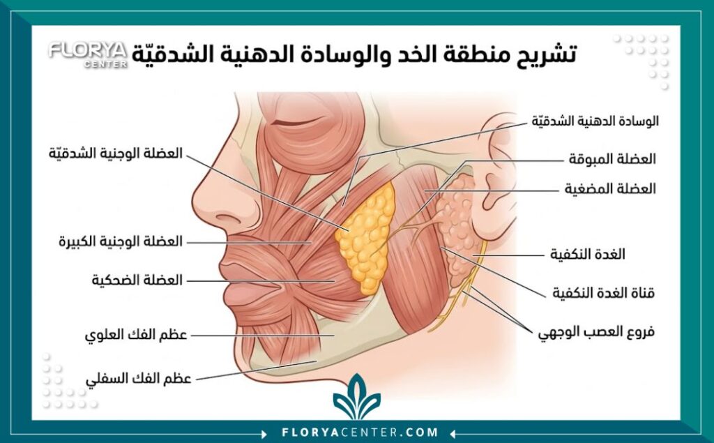 استئصال الدهون الفموية جراحياً 2 رسم توضيحي طبي يبرز موقع وسادة دهون الخد داخل الوجه وكيفية استئصال الدهون الفموية جراحياً.