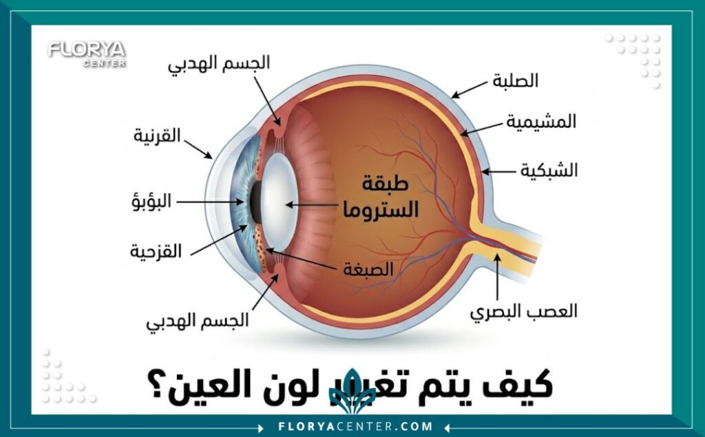 رسم تخطيطي طبي يوضح تشريح العين والطبقات المستهدفة أثناء عملية تغيير لون العين في مراكز إسطنبول المتخصصة.