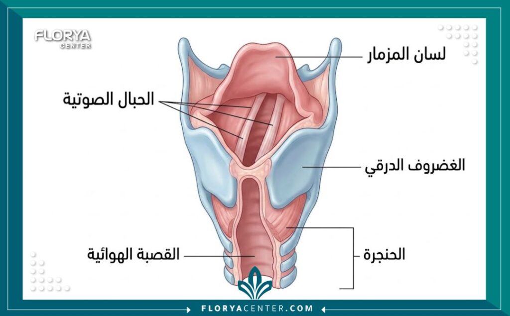 مخطط تشريحي يوضح أجزاء الحنجرة والحبال الصوتية المستهدفة في عملية تجميل الصوت.