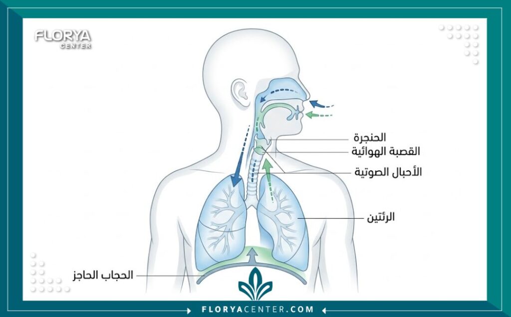 مخطط طبي يوضح تشريح الجهاز التنفسي والصوتي وآلية عمل الحجاب الحاجز لتحسين الصوت طبيعياً.