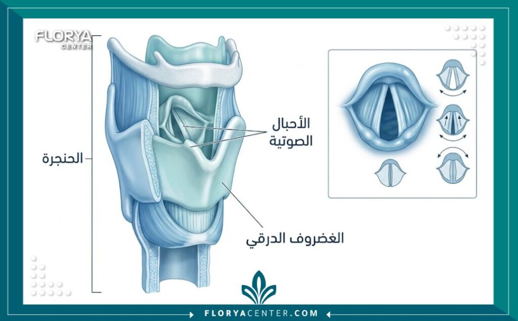 رسم تخطيطي طبي يوضح تشريح الحنجرة والأحبال الصوتية، وهو الأساس لعمليات تغيير وطبقة الصوت.