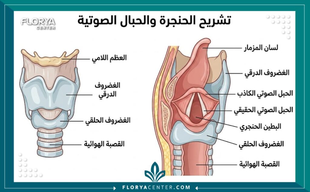 رسم توضيحي طبي لتشريح الحنجرة والأحبال الصوتية يوضح الأجزاء المسؤولة عن تغير الصوت.