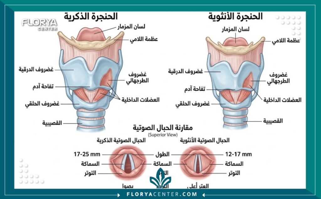 رسم تخطيطي طبي يقارن بين الحنجرة الذكرية والحنجرة الأنثوية، ويوضح الاختلافات التشريحية في الحبال الصوتية التي تؤثر على درجة الصوت ونعومته في إطار جراحة تأنيث الصوت.
