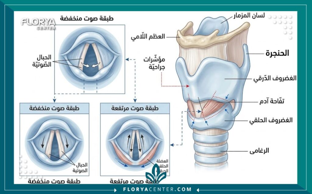 رسم تخطيطي طبي يوضح تشريح الحنجرة والحبال الصوتية وكيفية تعديلها لتغيير تردد الصوت الأساسي